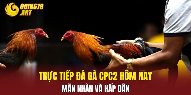 Trực Tiếp Đá Gà CPC2 Hôm Nay - Mãn Nhãn Và Hấp Dẫn
