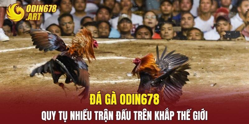 Đá Gà ODIN678 - Quy Tụ Nhiều Trận Đấu Trên Khắp Thế Giới