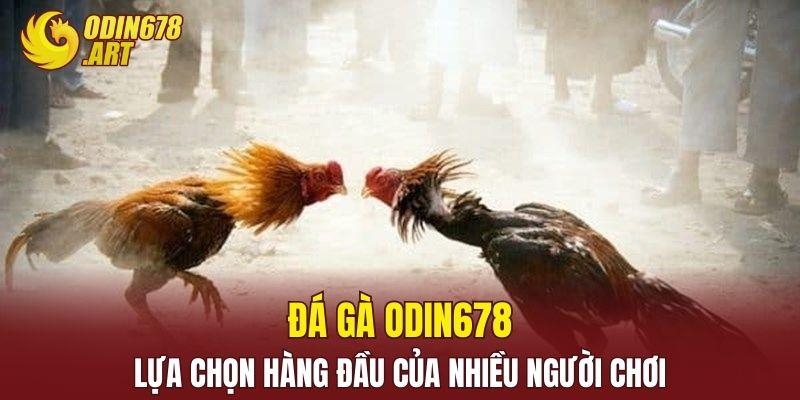 Đá gà ODIN678 lựa chọn hàng đầu của nhiều người chơi