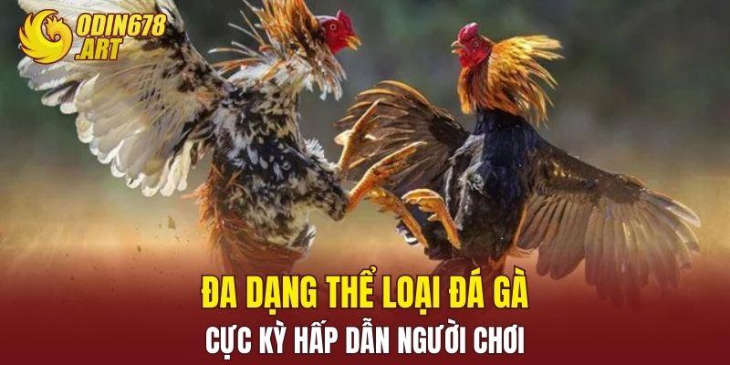 Đa dạng thể loại đá gà cực kỳ hấp dẫn người chơi