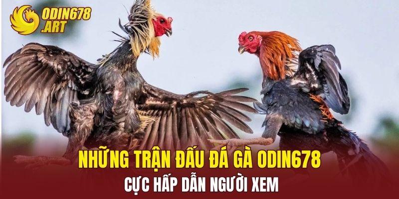 Những trận đấu đá gà ODIN678 cực hấp dẫn người xem