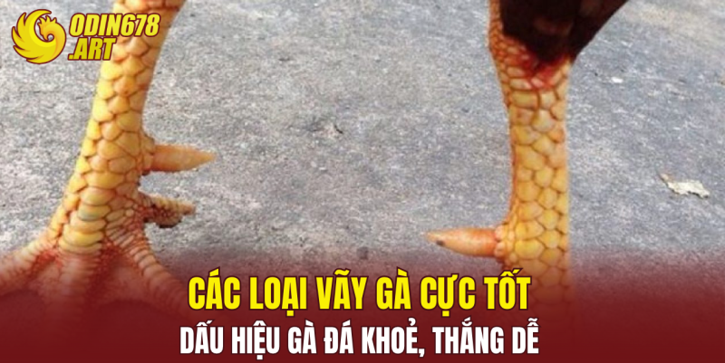 Các Loại Vãy Gà Cực Tốt, Dấu Hiệu Gà Đá Khoẻ, Thắng Dễ