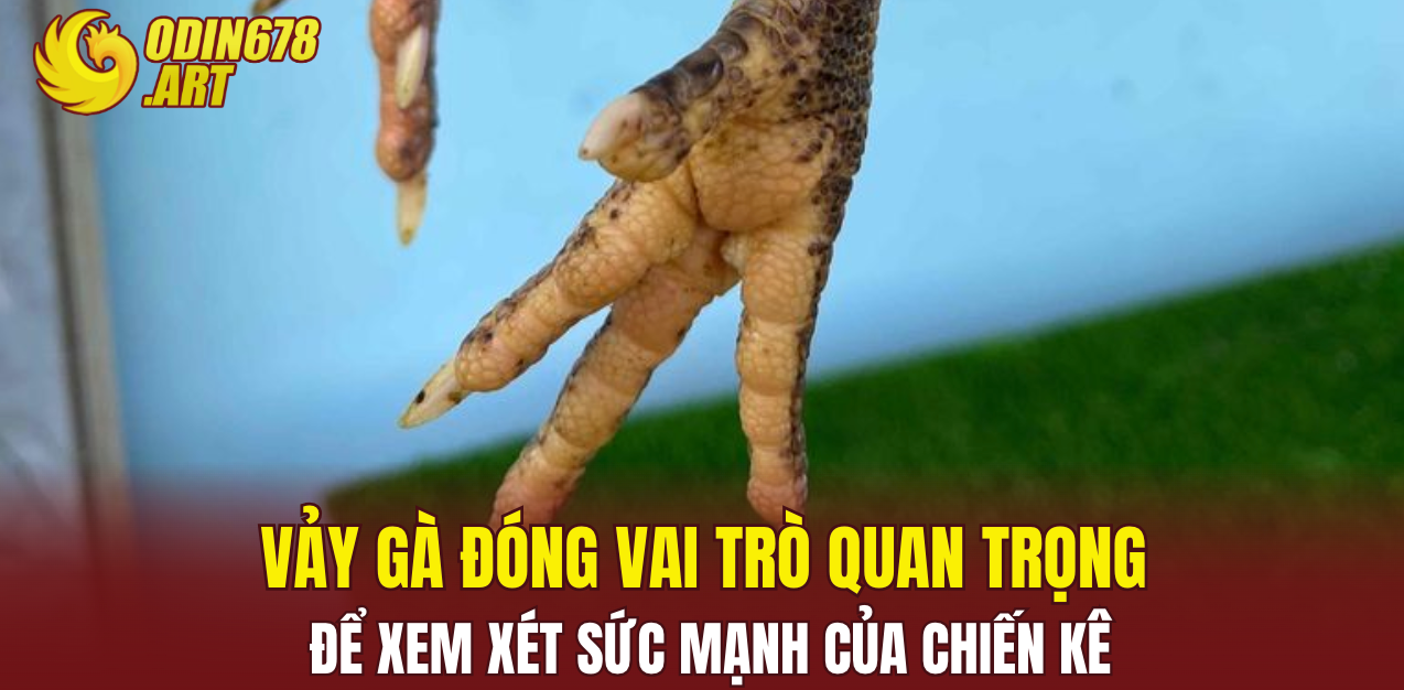 Vảy gà đóng vai trò quan trọng để xem xét sức mạnh của chiến kê