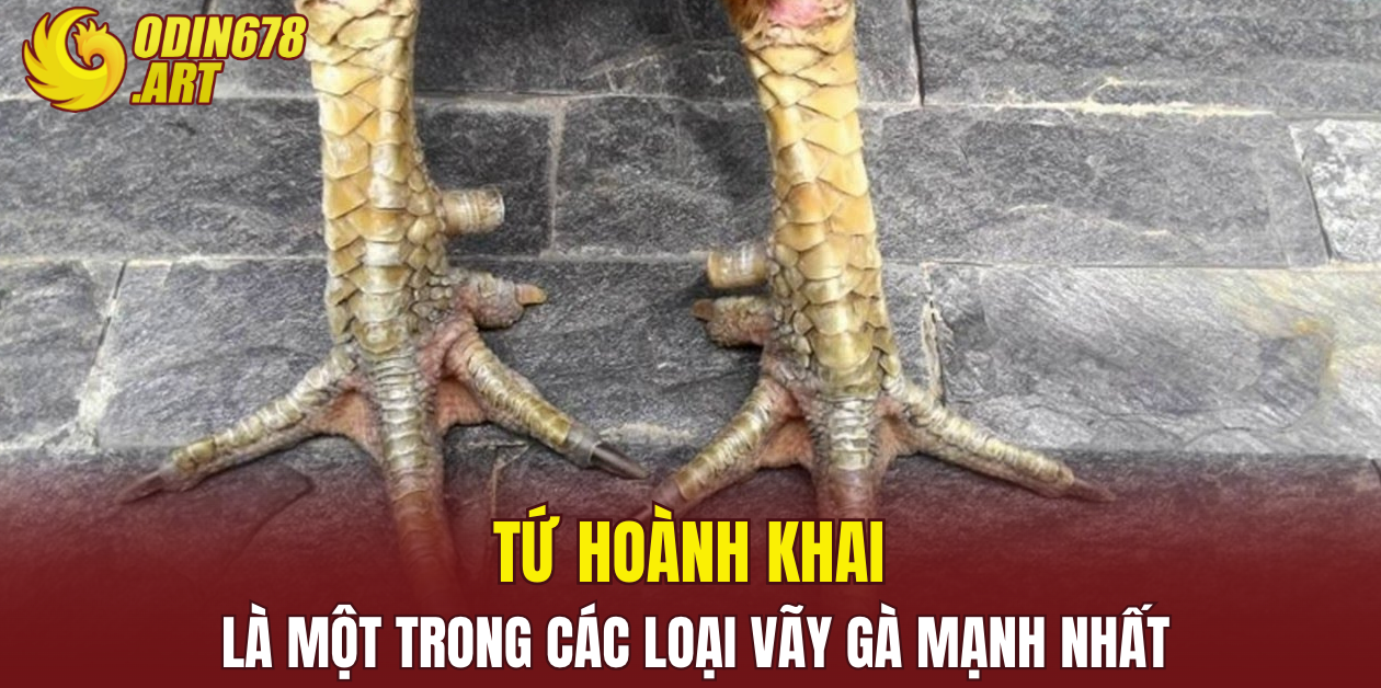 Tứ hoành khai là một trong các loại vãy gà mạnh nhất