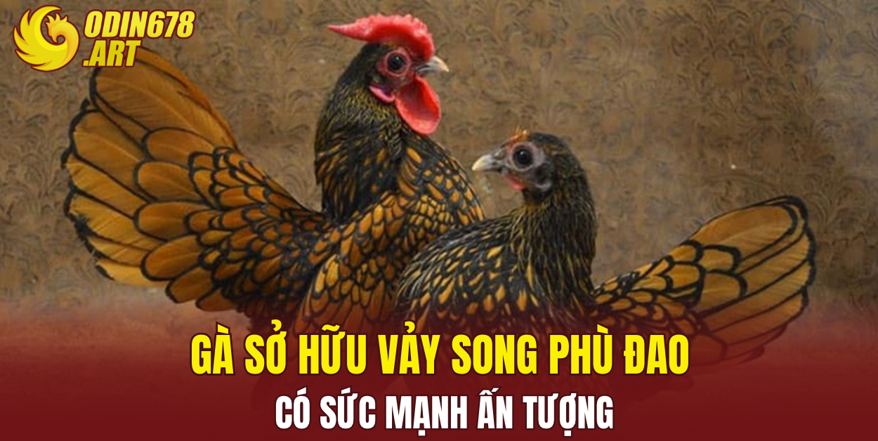 Gà sở hữu vảy song phù đao có sức mạnh ấn tượng