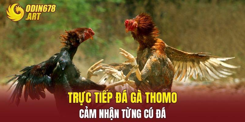 Trực Tiếp Đá Gà Thomo ODIN678 – Cảm Nhận Từng Cú Đá