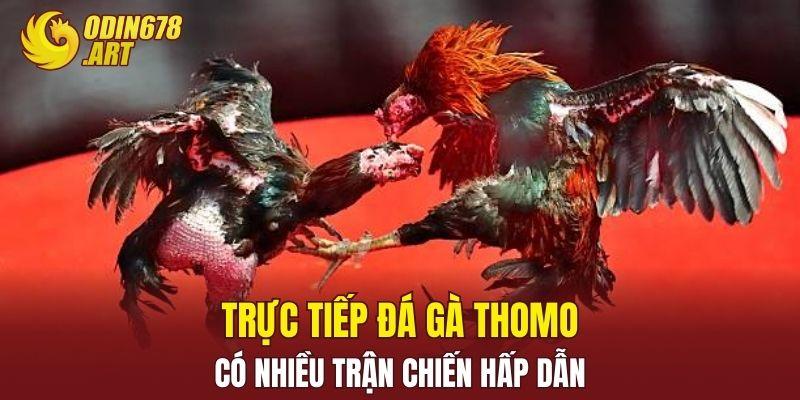 Trực tiếp đá gà Thomo có nhiều trận chiến hấp dẫn