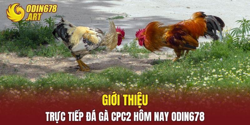 Giới thiệu trực tiếp đá gà CPC2 hôm nay ODIN678