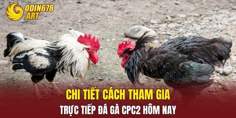 Chi tiết cách tham gia trực tiếp đá gà CPC2 hôm nay