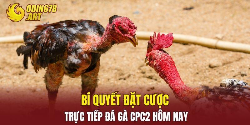 Bí quyết đặt cược trực tiếp đá gà CPC2 hôm nay